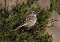 White-crowned Sparrow _0721